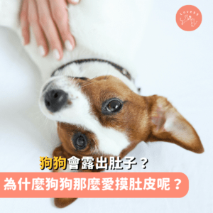 🐶 為什麼狗狗那麼愛摸肚皮呢？🐾 狗狗的喜好大解密