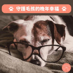守護年長毛孩：幸福生活的關愛之道 🐾💖